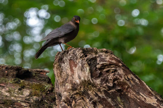 Image of Indian Blackbird