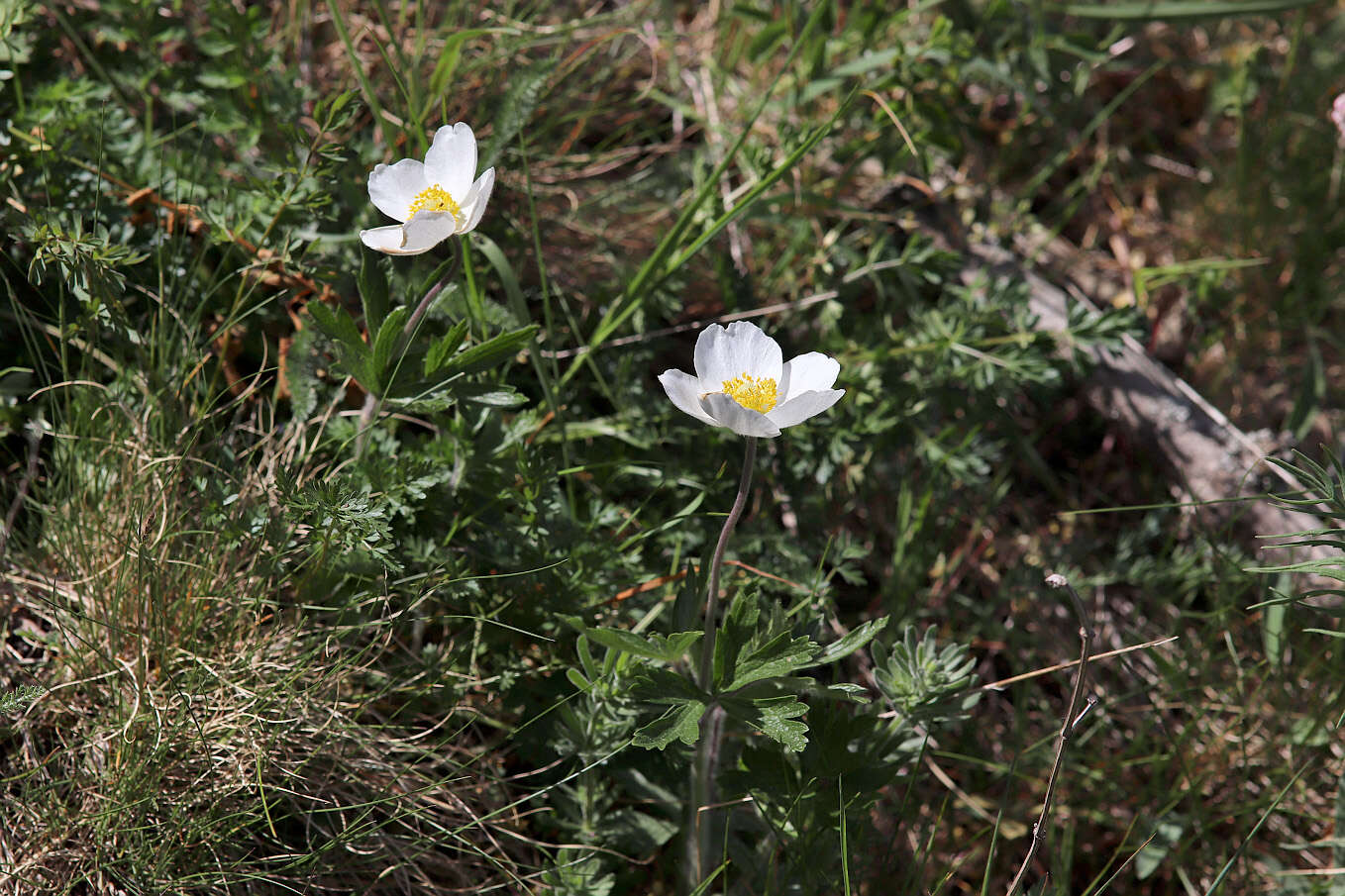 Image of Snowdrop Anemone