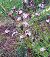 Plancia ëd Dianthus nitidus Waldst. & Kit.