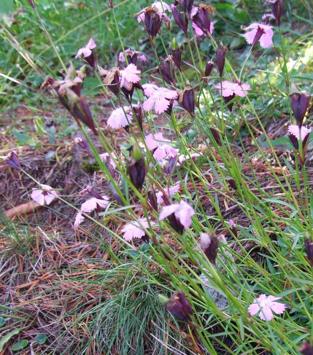 Plancia ëd Dianthus nitidus Waldst. & Kit.