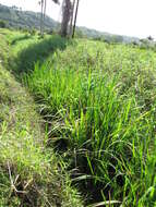 Image of Manchurian wild rice