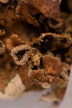 Image of spotted felt lichen