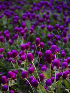 Image of Globe Amaranth