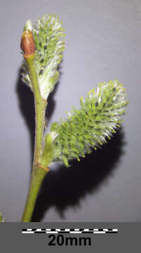 Image of goat willow