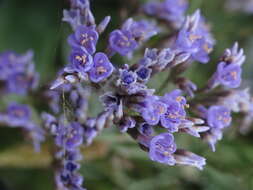 Image of Mediterranean sea lavender