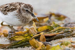 Image of Least Sandpiper