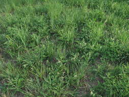 Image of bedstraw