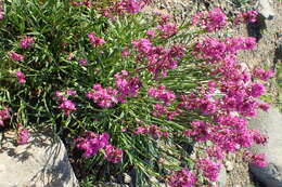 Image of Silene samojedorum (Sambuk) Oxelman