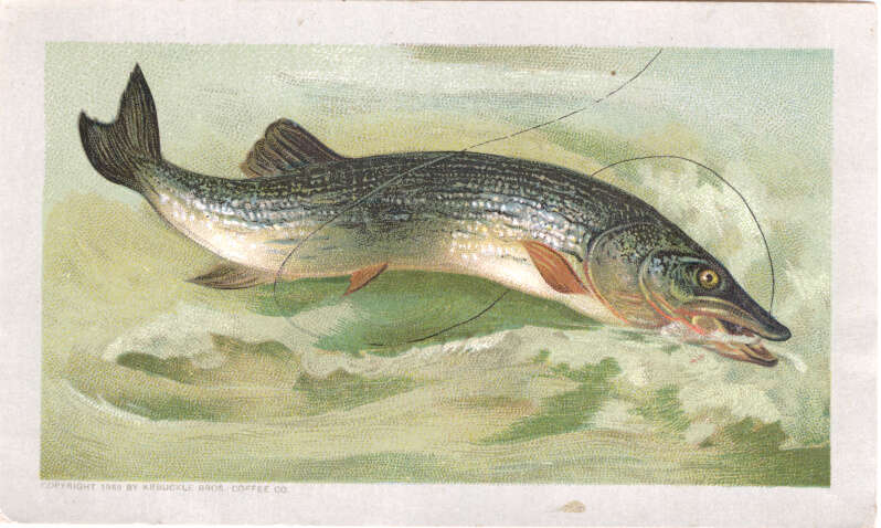 Image of Northern pike