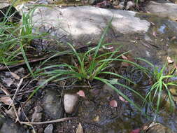 Image of nutgrass