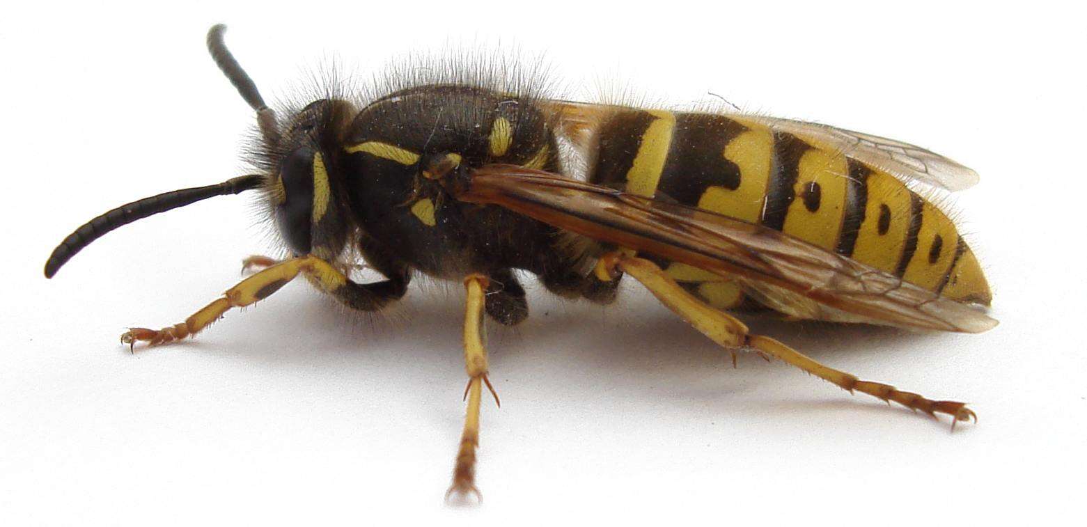 Image of Common wasp