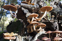 Image of Psathyrella piluliformis (Bull.) P. D. Orton 1969