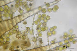 Image of dry calcareous bryum moss