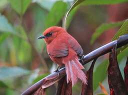 Image of Rufous Spinetail