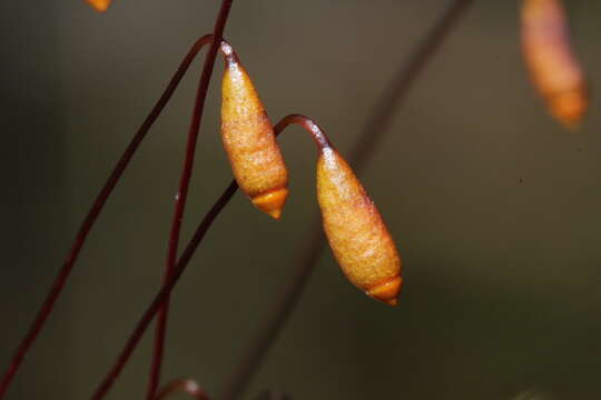 Image of common green bryum moss