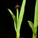 Image of Roscoea scillifolia (Gagnep.) Cowley