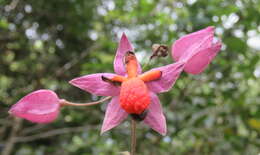 Слика од Clerodendrum thomsoniae Balf. fil.