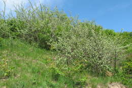 Image of Russian olive