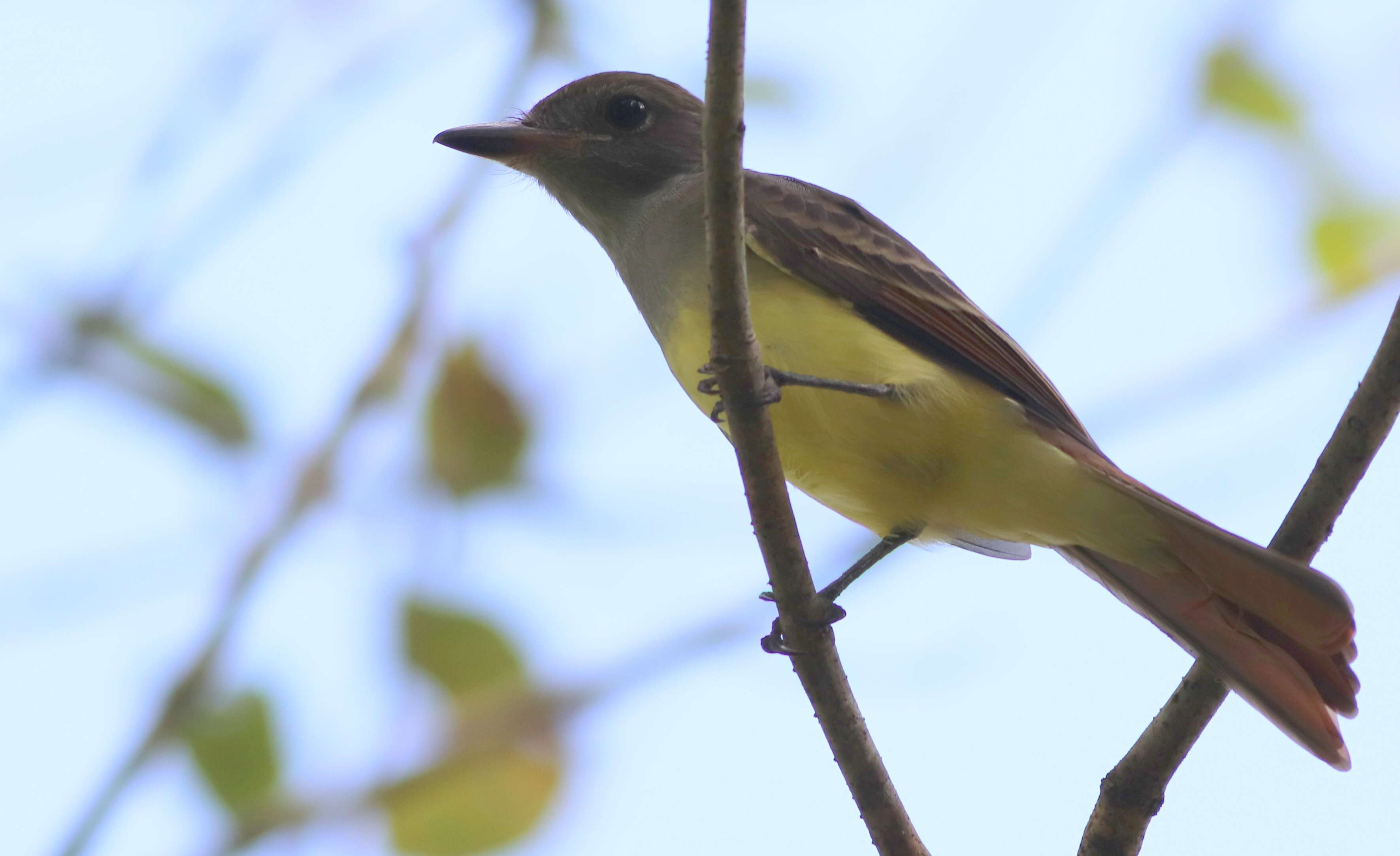 Image of Great Crested Flycatcher