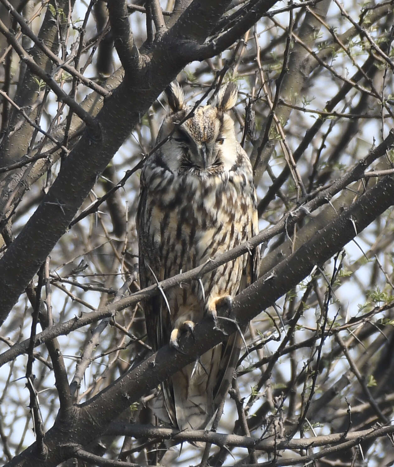 Image of Long-eared Owl