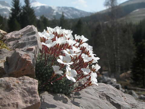 Plancia ëd Saxifraga aretioides Lapeyr.