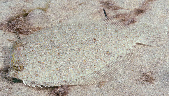 Image of Wide-eyed Flounder