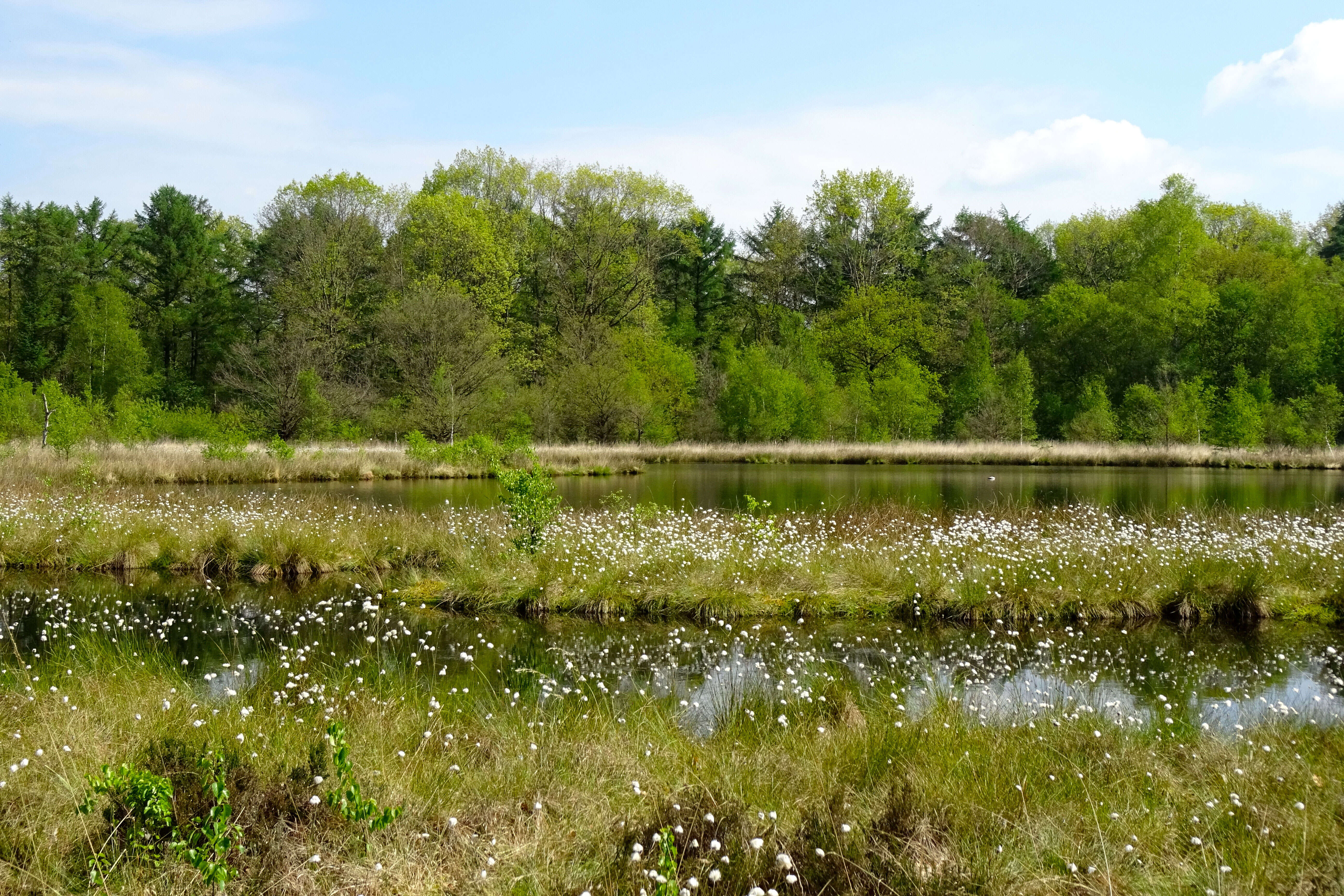 Image de Linaigrette dense