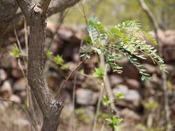 Image of Chloroxylon