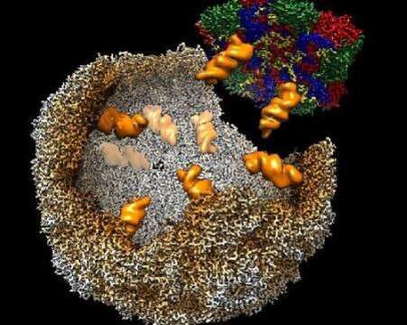 Image of Enterovirus E