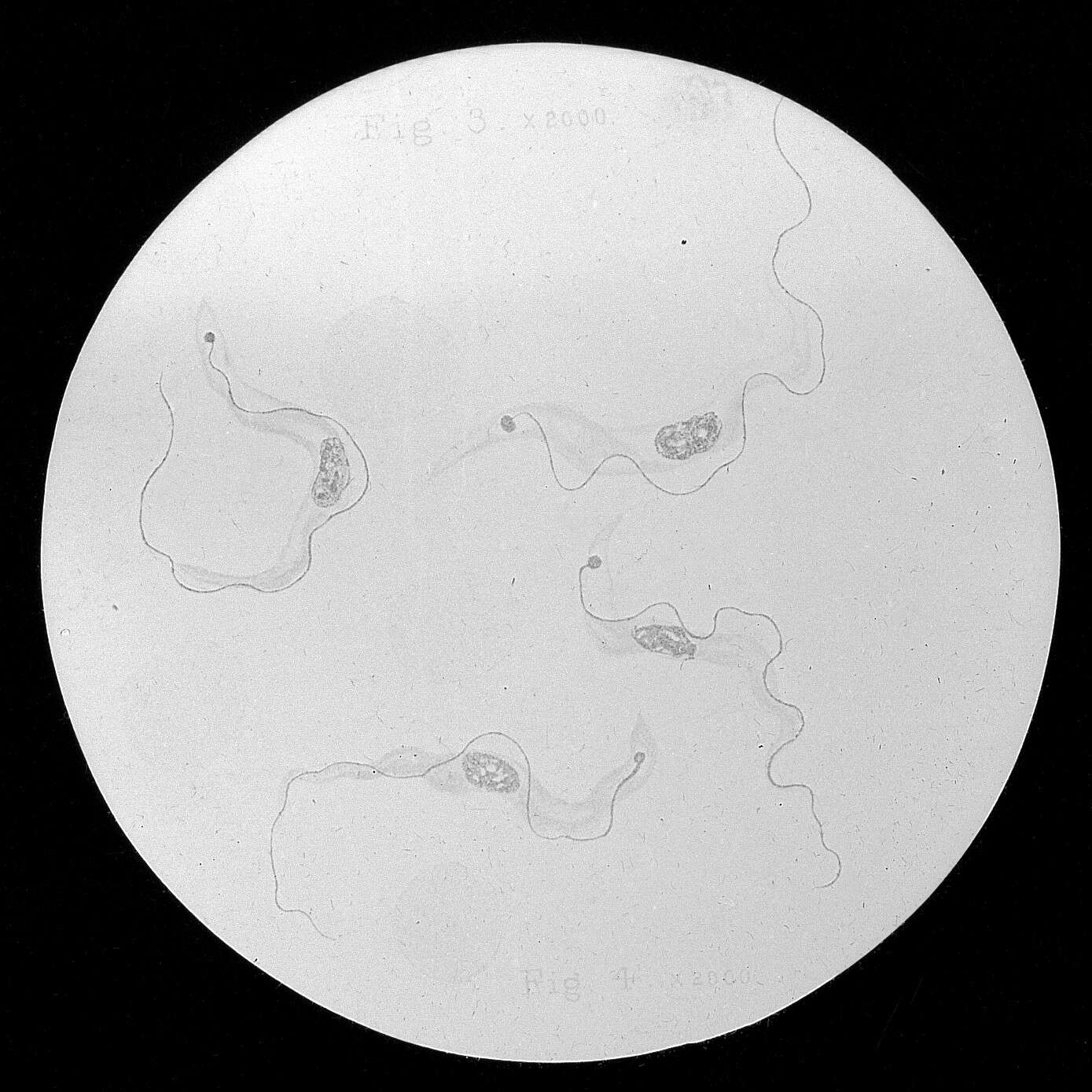 Image of Trypanosoma Gruby 1843