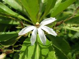 Imagem de Scaevola chamissoniana Gaud.