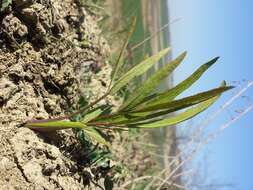 Image of longleaf