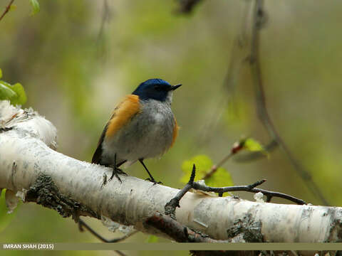 Image of Orange-flanked Bush-Robin