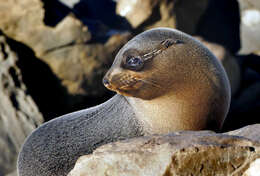 Image of Antipodean Fur Seal