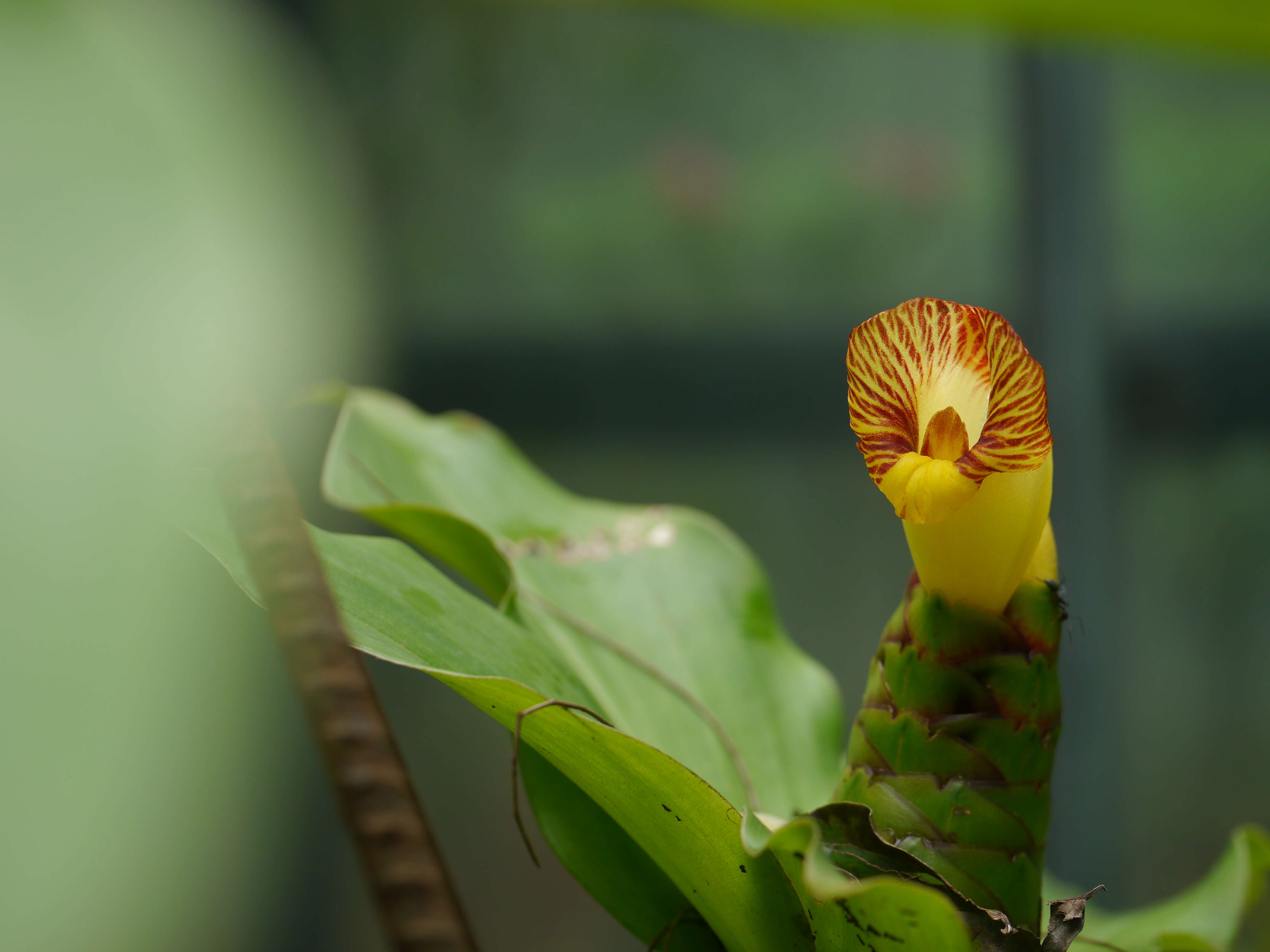 Image of stepladder ginger