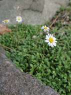 Image de Bellium fausse pâquerette