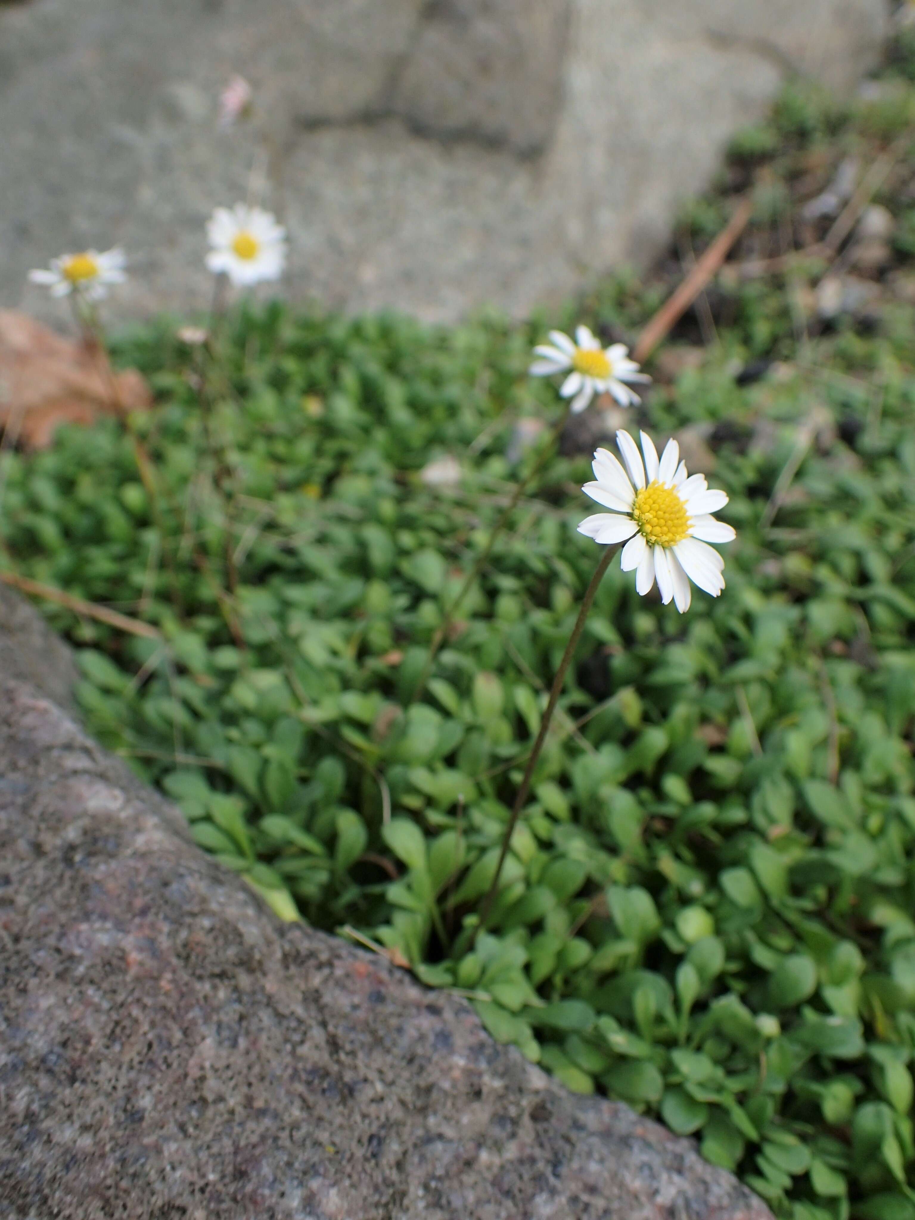 Image de Bellium fausse pâquerette