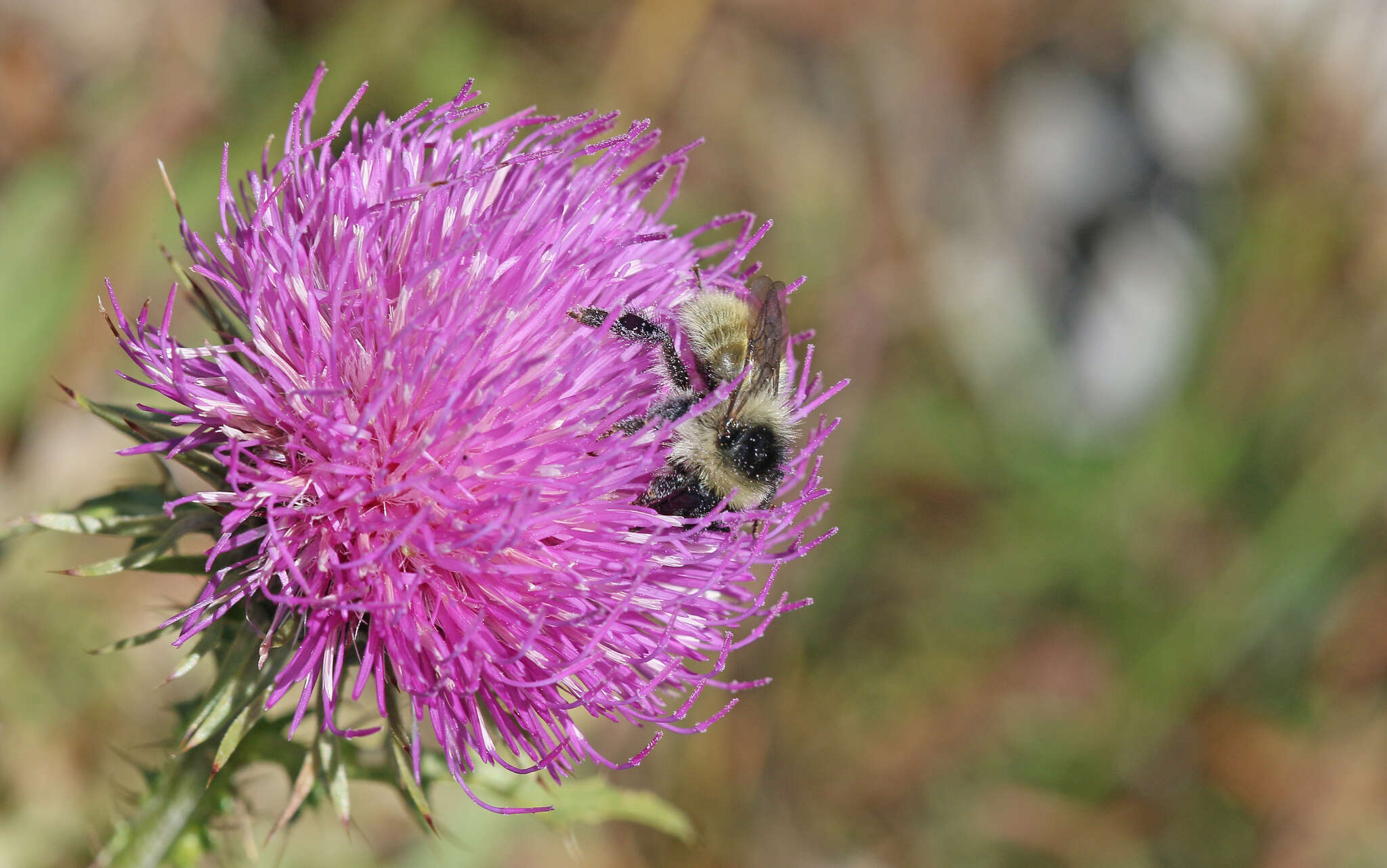 Image of Bombus mesomelas Gerstäcker 1869