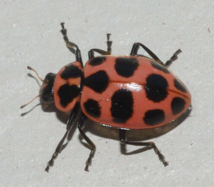 Image de Coleomegilla maculata (De Geer 1775)