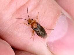 Image of Striped Alder Sawfly