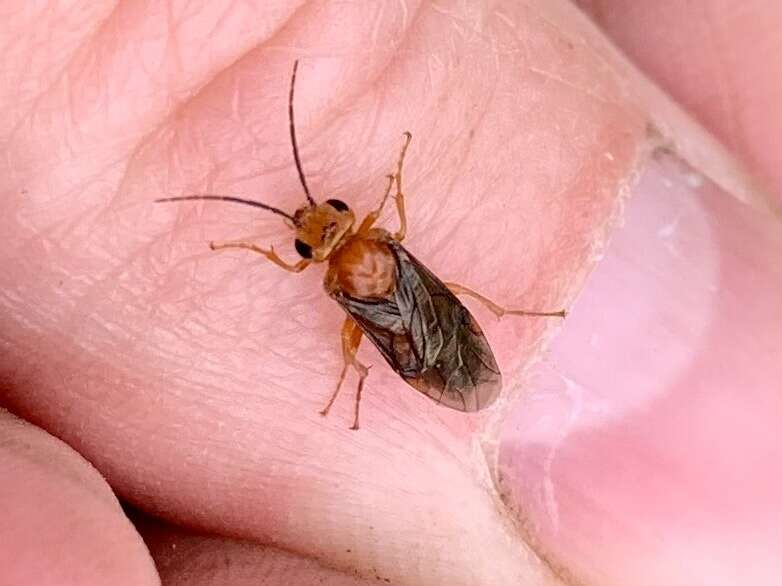 Image of Striped Alder Sawfly