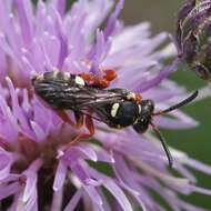 Imagem de Nomada rufipes Fabricius 1793