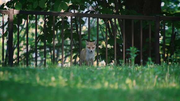 Image of Vulpes vulpes schrencki Kishida 1924