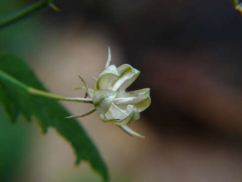 Image of Hibiscus hirtus L.