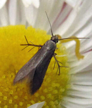 Image of Schreckensteinia erythriella Clemens 1860