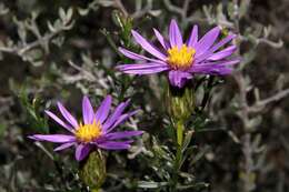 Olearia magniflora F. Müll. resmi