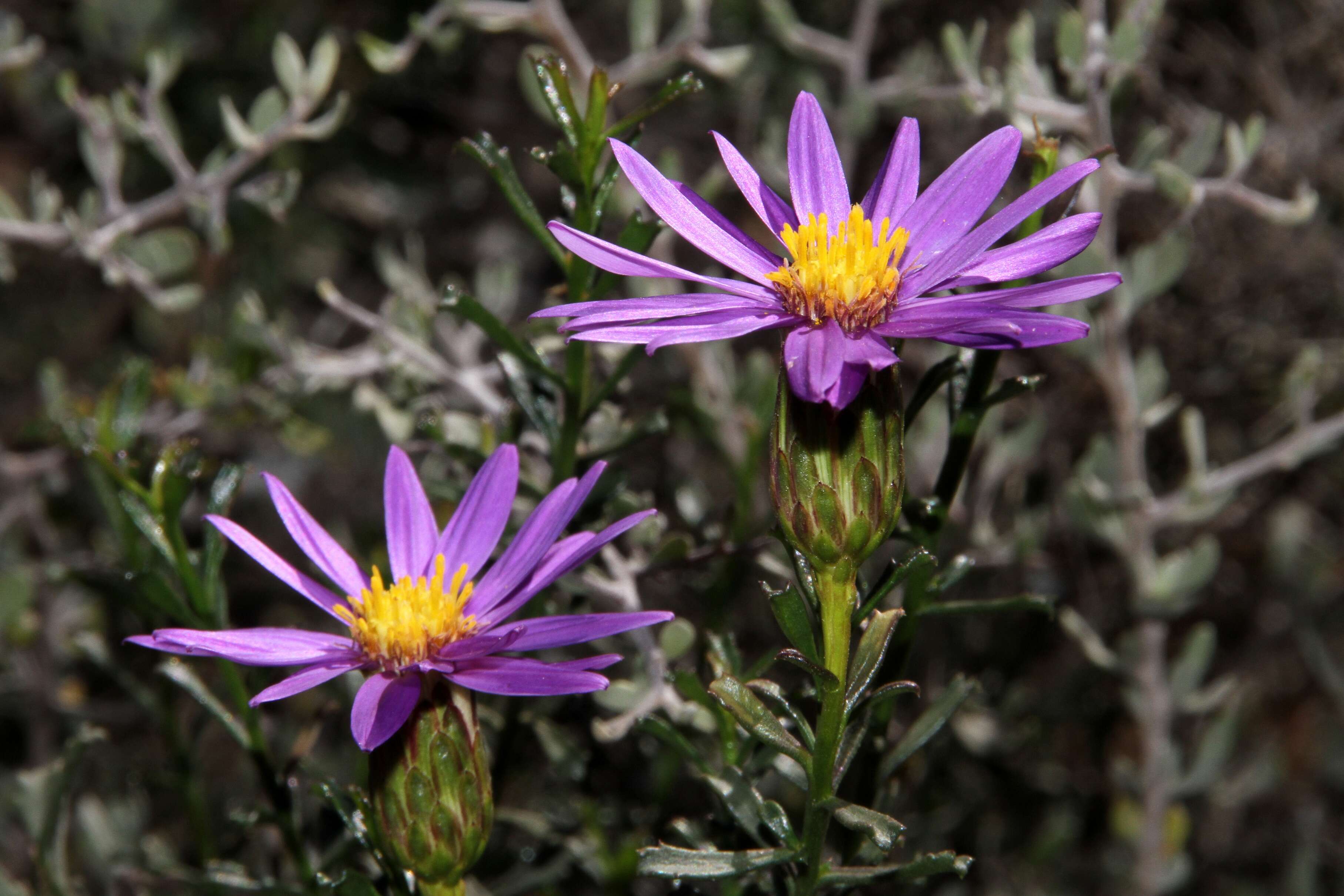 Image of splendid daisy-bush