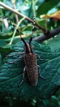 Image of Agapanthia (Epoptes) villosoviridescens (Degeer 1775)