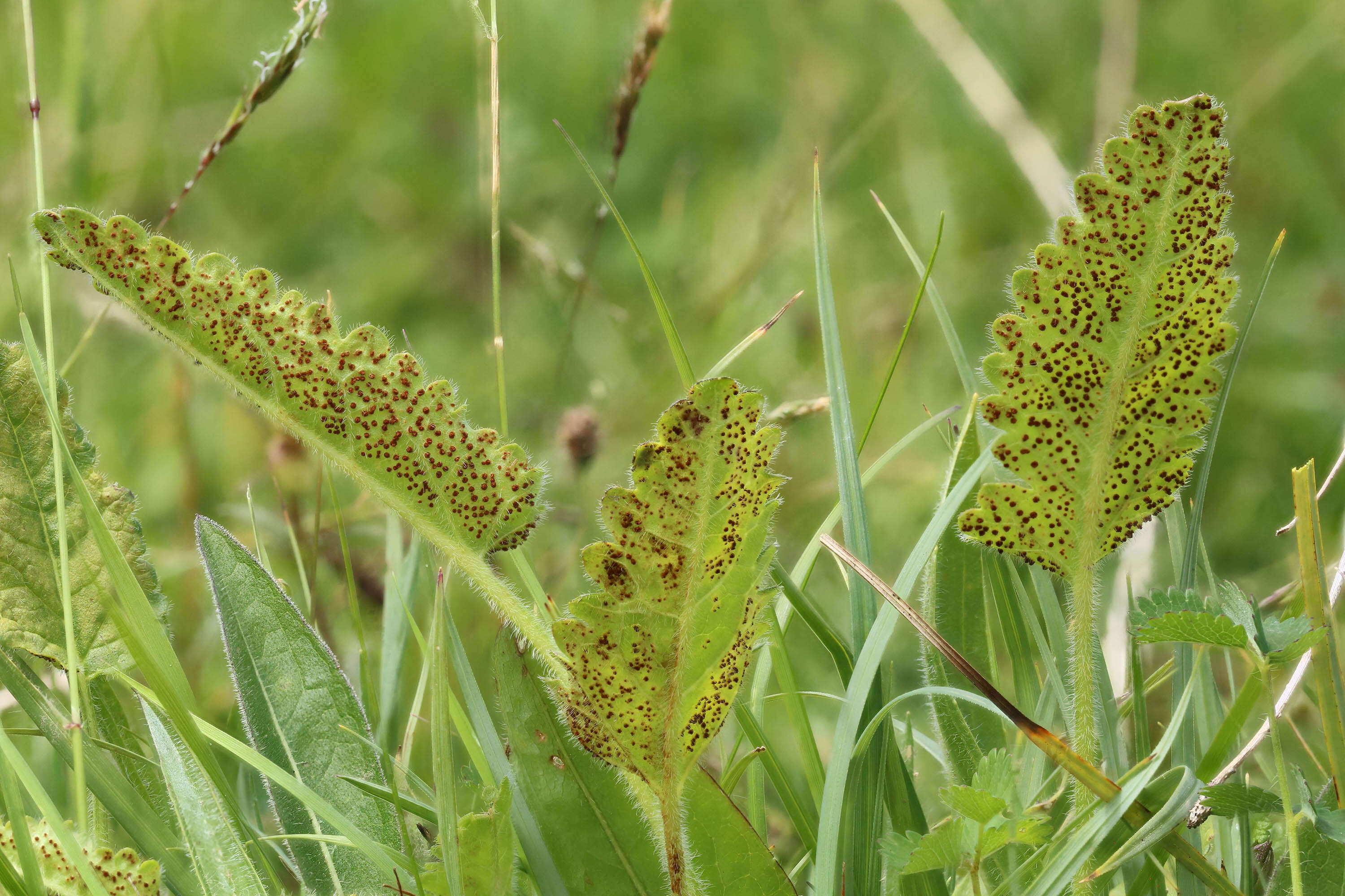 Image de Betonica officinalis L.