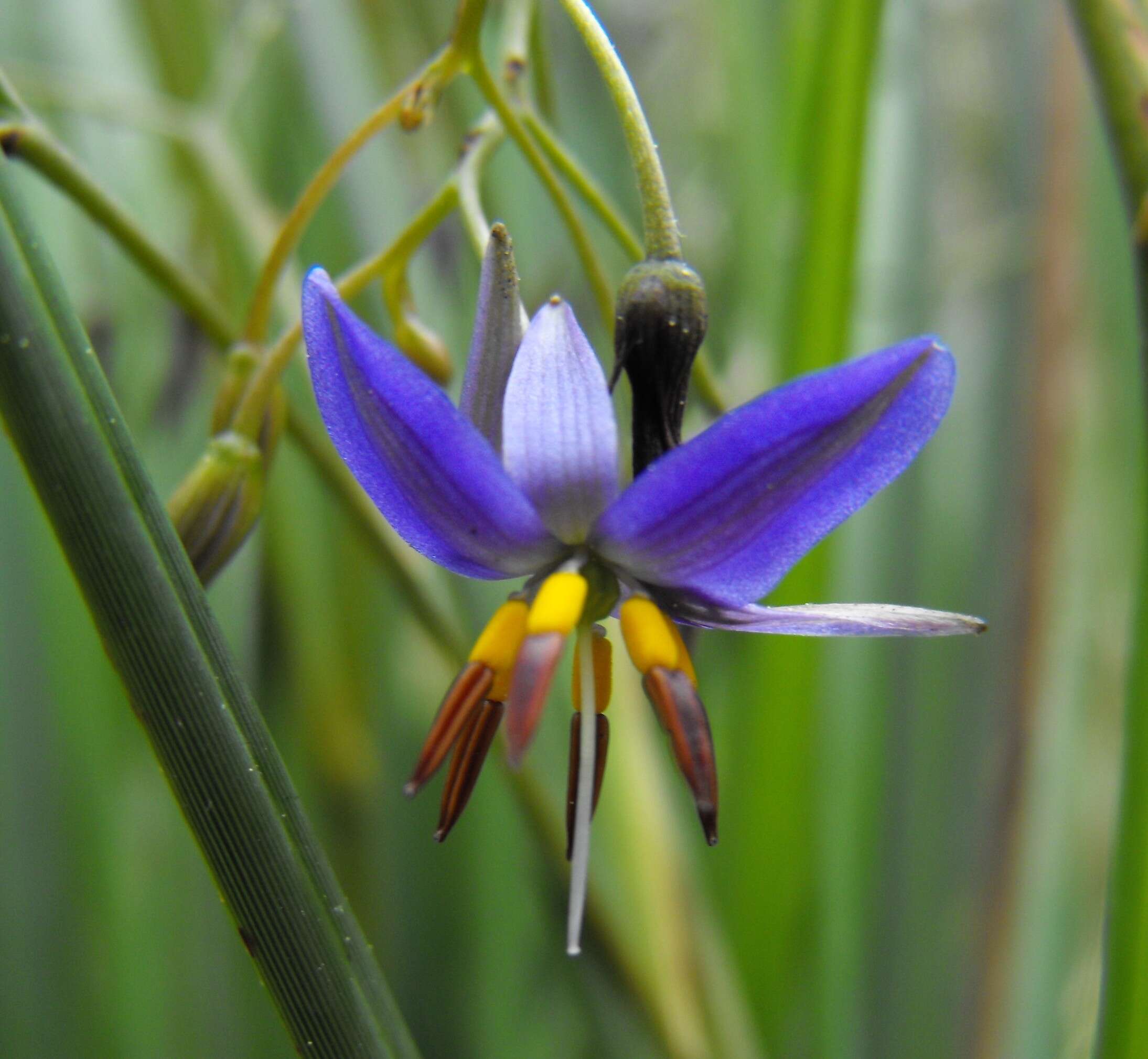 Image of Dianella